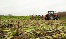 Groenbemesters: onderwerken of laten staan?