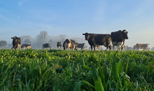 Beheer van kruidenrijk grasland: waar moet je rekening mee houden?