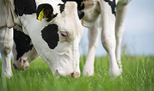 Hoe kun je gras het beste bewapenen tegen vertrapping door koeien?