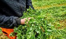 Belang van timing bij oogst en verteerbaarheid van DLF Alfalfa