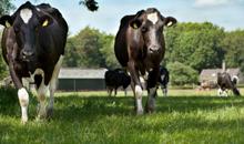 Nieuwe grasrassen bieden oplossingen voor de veehouderij