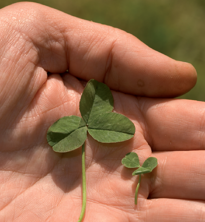 Microclover is droogtetolerant | DLF