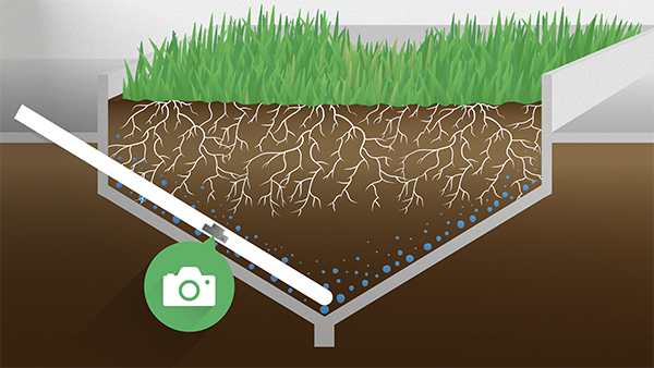 Onderzoek naar droogtebestendige grassen | DLF