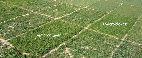 Microclover bespaart stikstof | DLF