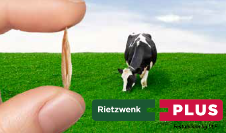 Festulolium | Rietzwenk PLUS: hoge opbrengst en droogtetolerant | DLF