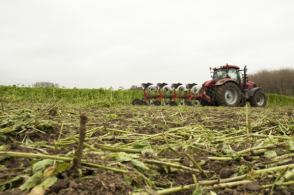 Groenbemester onderwerken of laten staan? | DLF