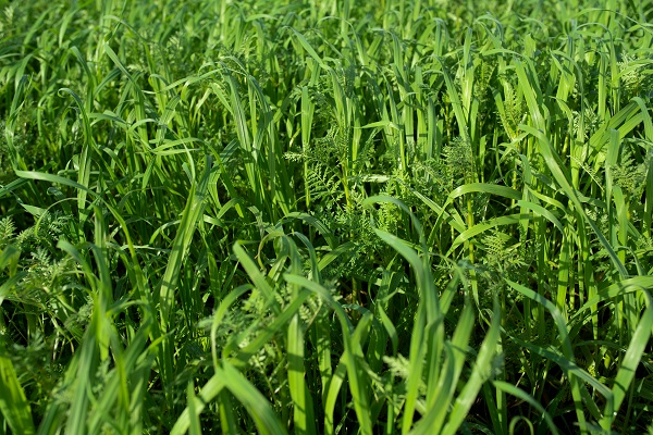 Vital Earth – Humus N-Fix: groenbemestermengsel van Japanse haver, zomerwikke, inkarnaatklaver en facelia voor opbouw van organische stof en stikstofbinding.