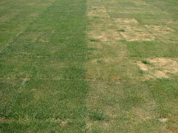 DLF - Proefvelden in Frankrijk en Tsjechië laten zien dat na zomerdroogte de tetraploïde 4turf® velden er veel groener bij liggen dan de velden met diploïde raaigrassen.
