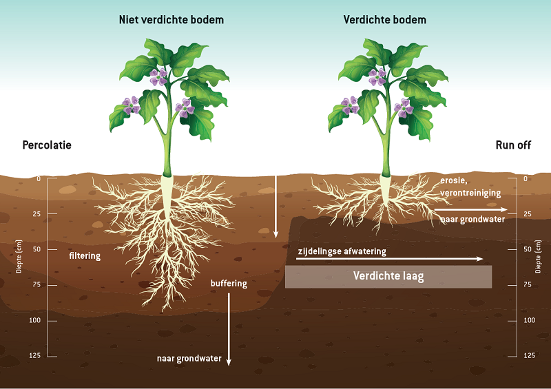 Groenbemesters voorkomen bodemverdichting | DLF