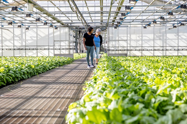 Veredeling nieuwe suikerbietenrassen | DLF