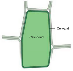 Celwandverteerbaarheid gras