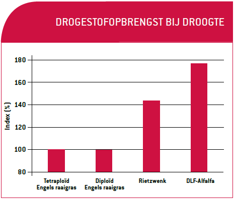 Luzerne: stabiele ruwvoerproductie bij droogte | DLF Alfalfa