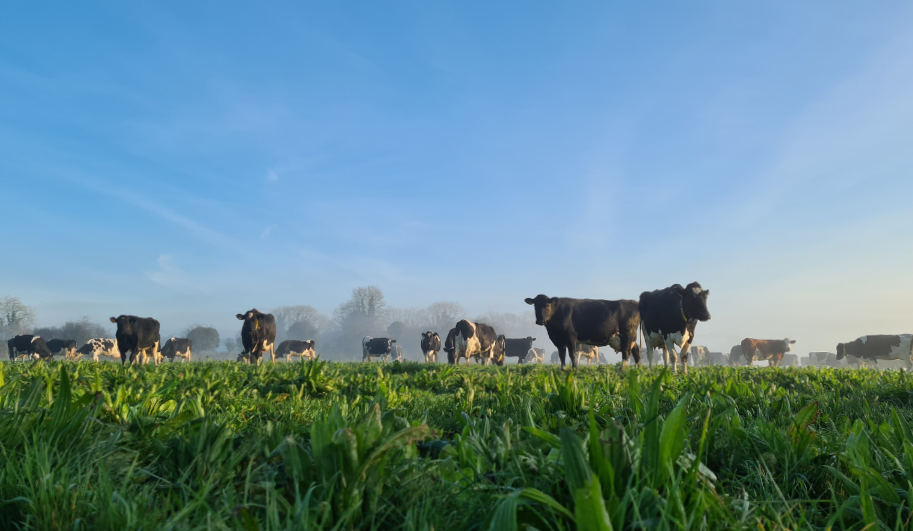 Bemesten van kruidenrijk grasland doe je zo! | DLF