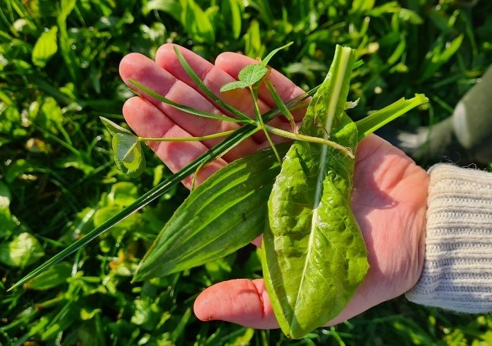 Kruidenrijk grasland: stikstofbesparend en droogtetolerant gewas | DLF