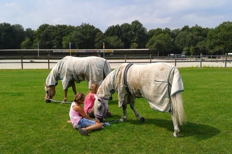 Paardenweidemengsels: een mooie, groene weide voor gezonde paarden | DLF