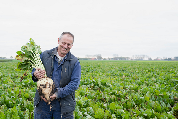 Voederbieten zaaien? Kies de beste bieten van de rassenlijst! | DLF