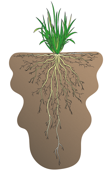 Festulolium is meer droogtetolerant | DLF