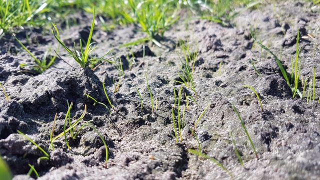 Doorzaaien grasland: eerste resultaten | DLF