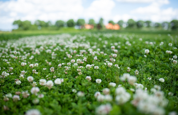 Klaver maakt het grasland beter bestand tegen droogte | DLF