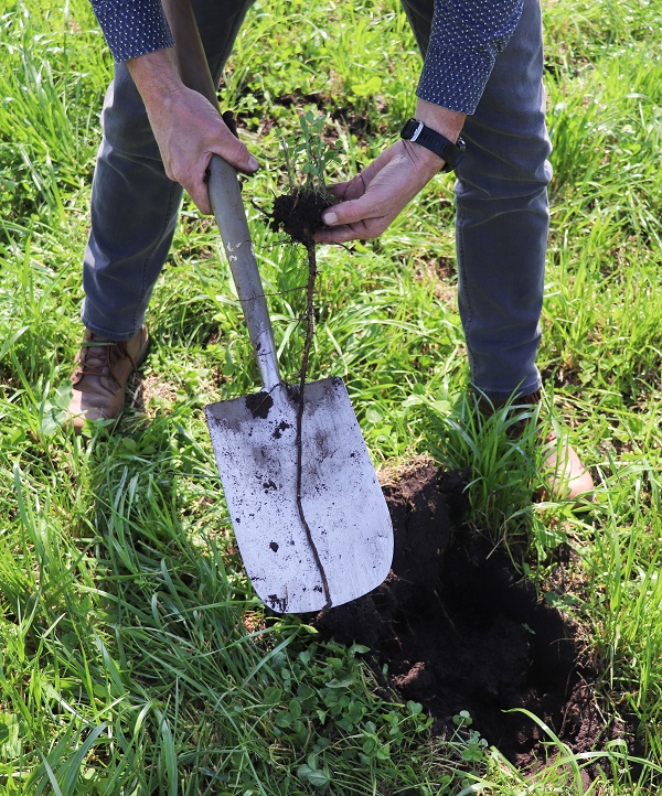 Luzerne droogtetolerant door penwortel | DLF