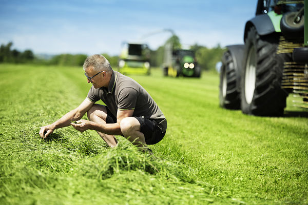 Celwandverteerbheid gras: wat doet dat voor de melkproductie?