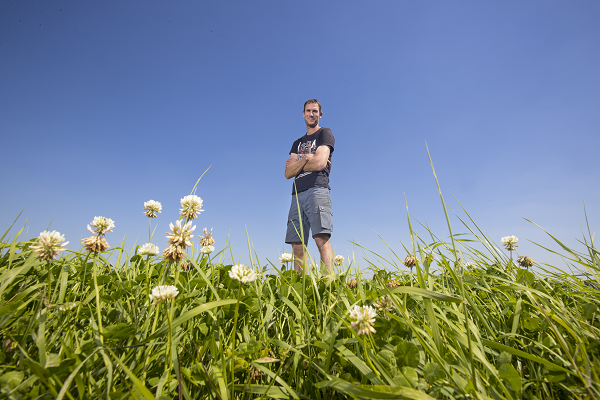 Klaver is droogtetolerant - Opbrengstzekerheid door klaver in tijden van droogte