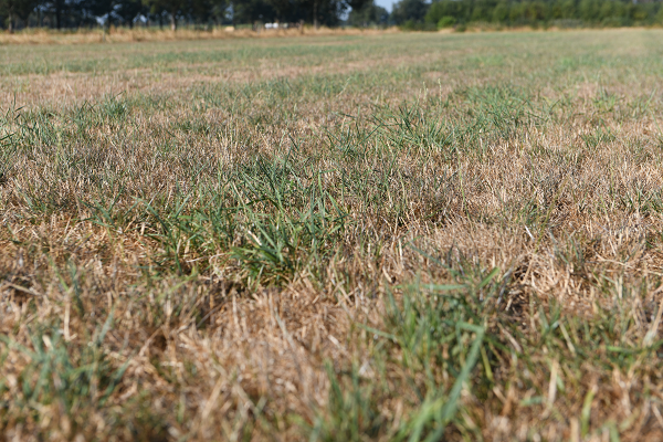 Droog grasland: tips voor een zomer met weinig neerslag | DLF